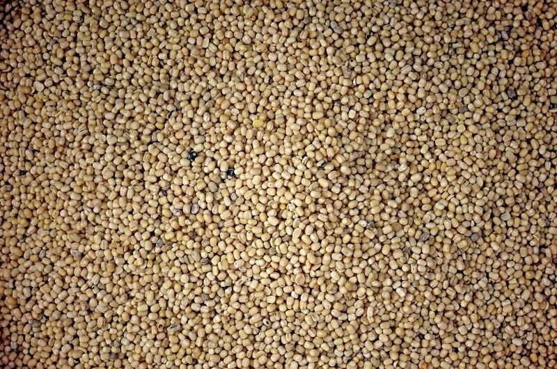 Urad Dal (White)